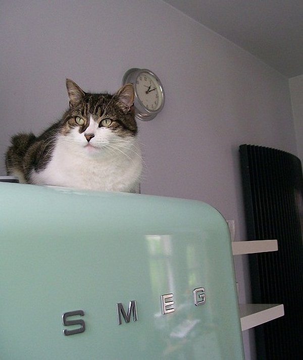 Домашний кот на холодильнике SMEG фисташкового цвета